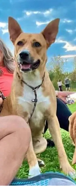 Lost dog in Houston, TX, 77012