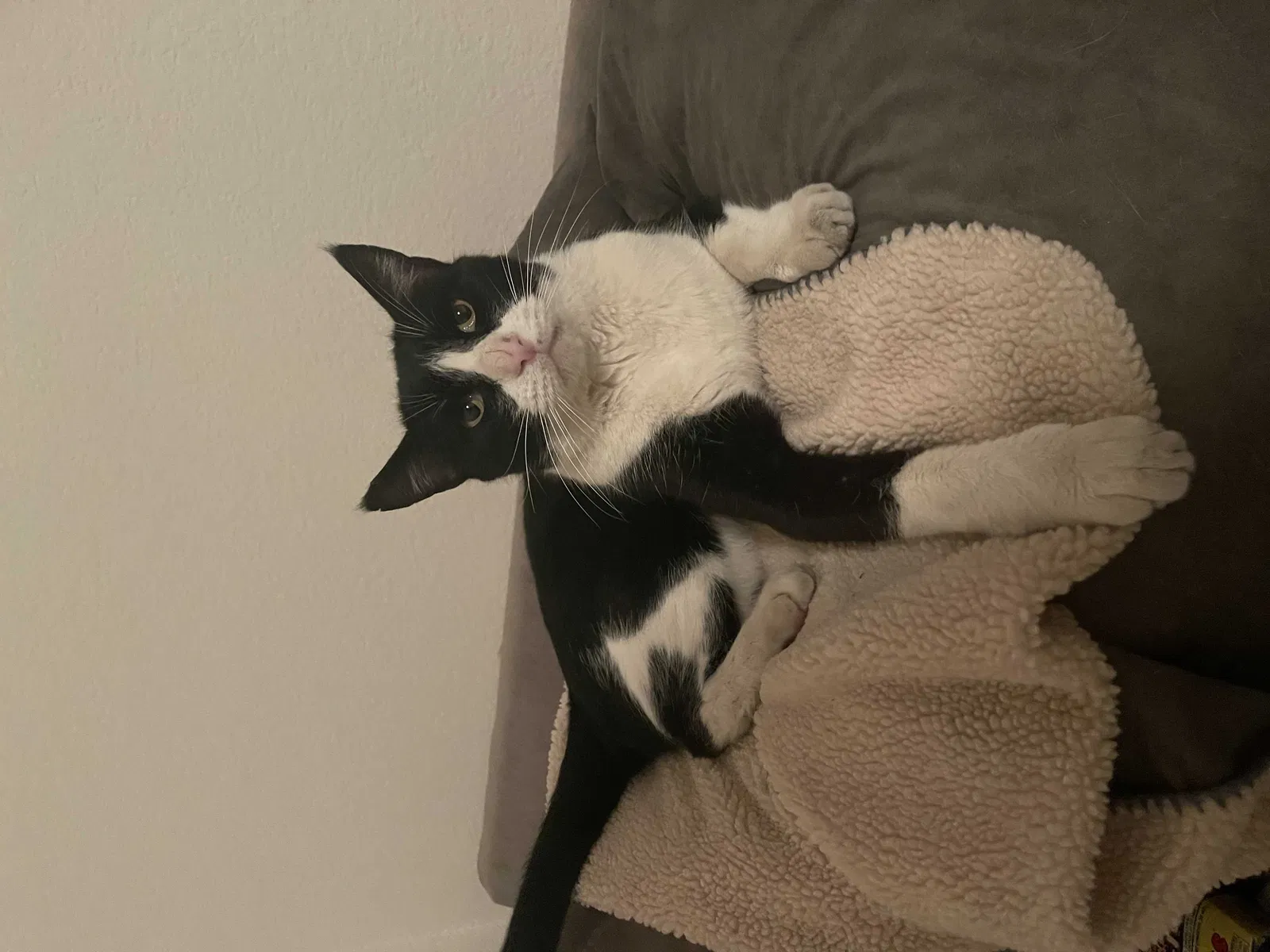 Lost cat in Mesa, AZ, 85204