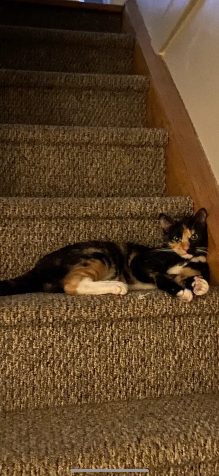 Lost cat in Hicksville, NY, 11801