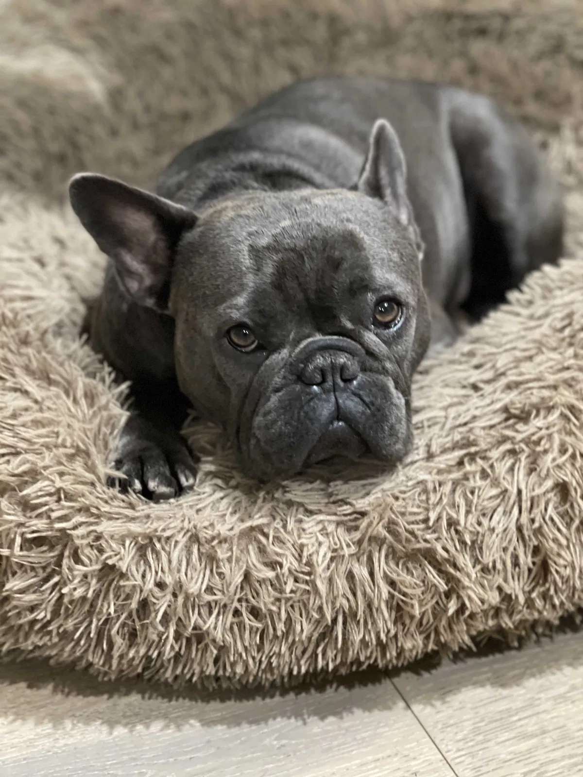 Lost dog in Woodland Hills, CA, 91364