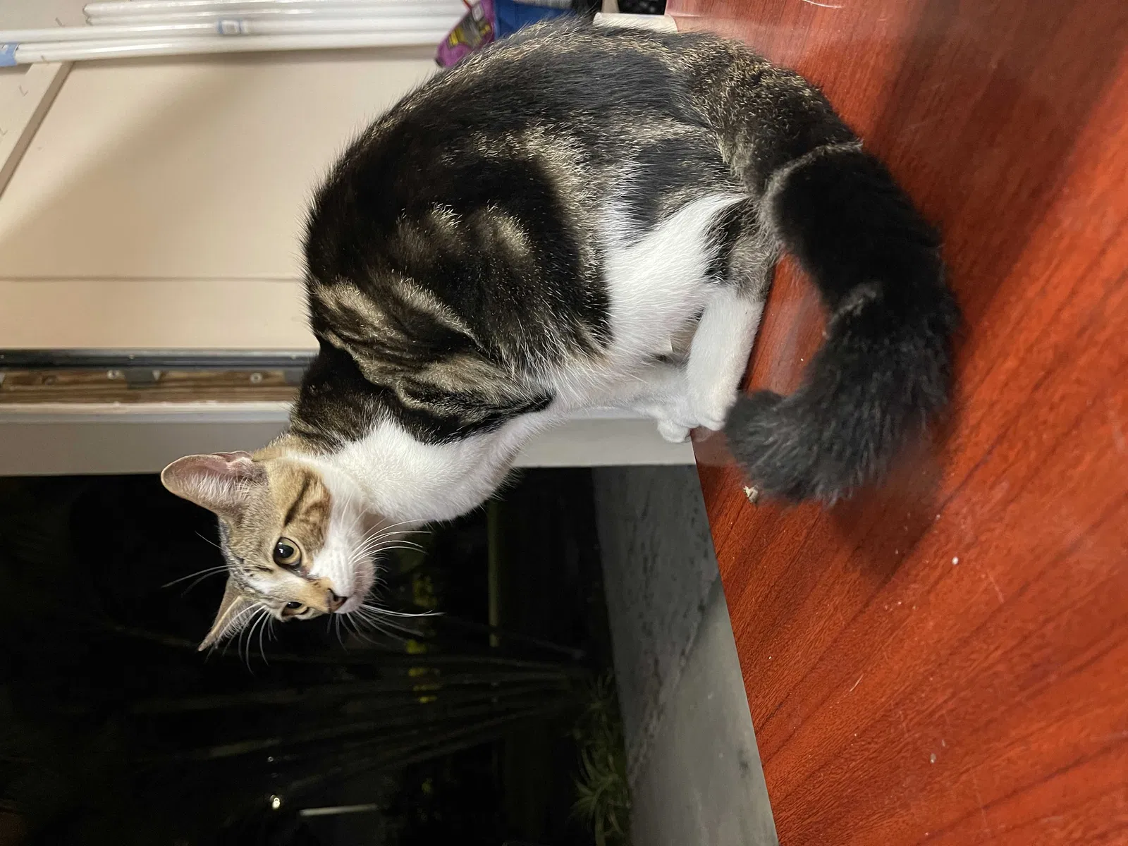 Lost cat in Homestead, FL, 33030