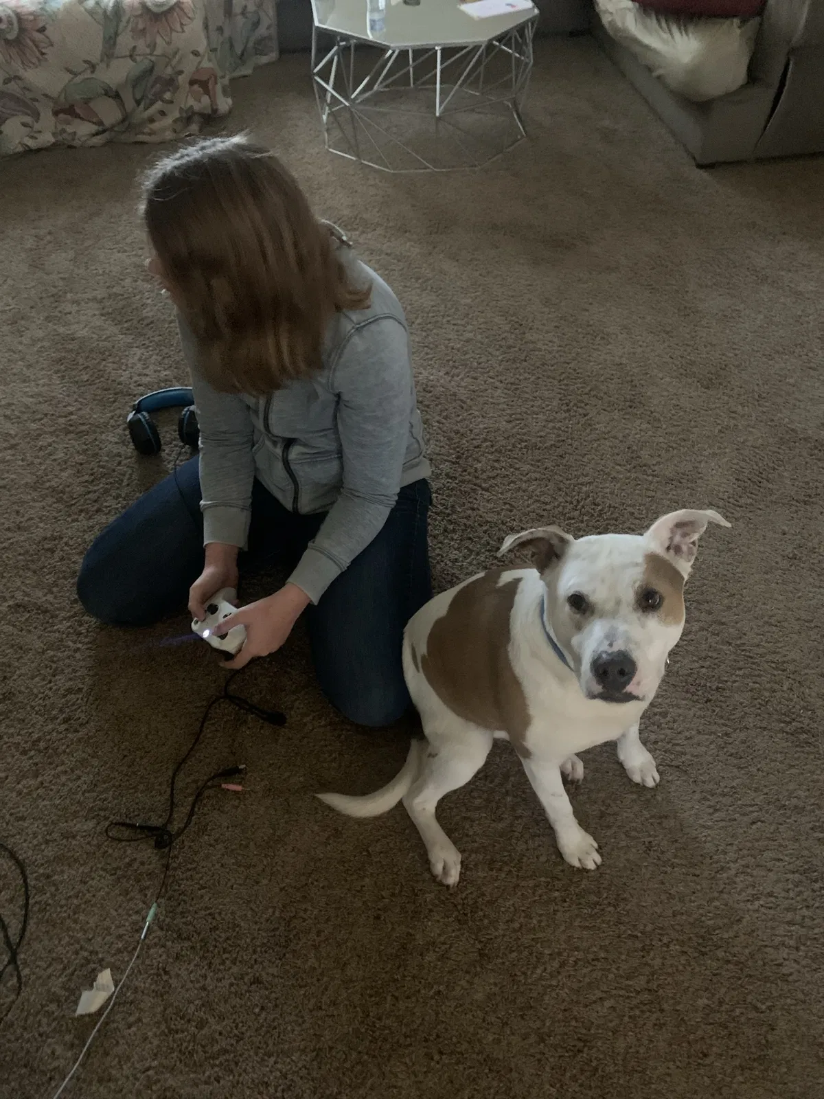 Lost dog in Fresno, CA, 93730