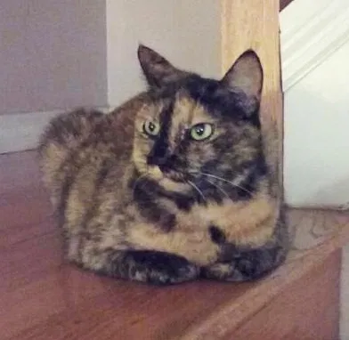 Lost cat in Orlando, FL, 32811
