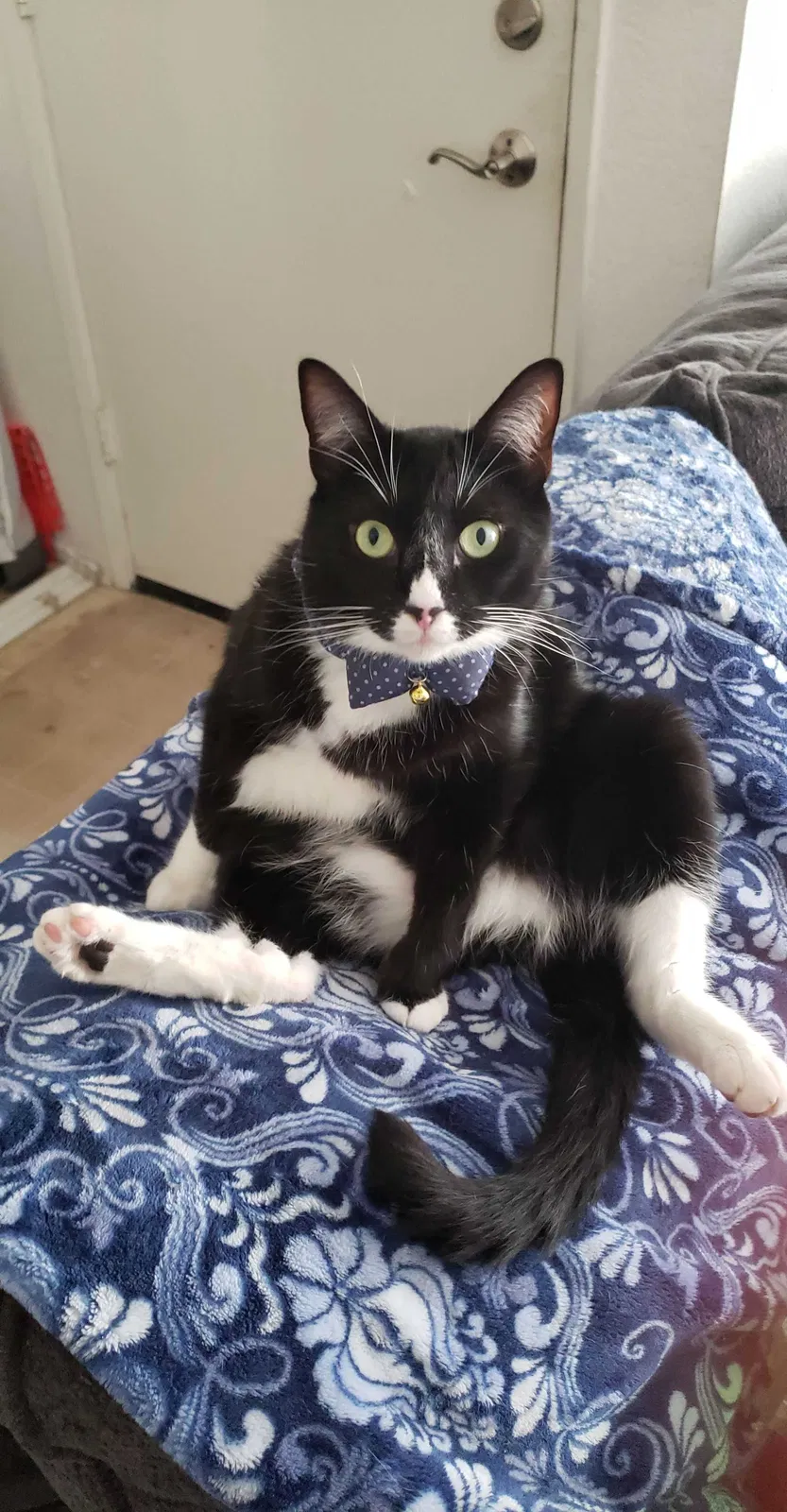 Lost cat in Irvine, CA, 92620