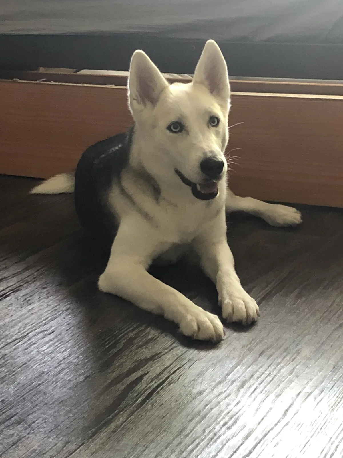 Lost dog in Dallas, TX, 75215