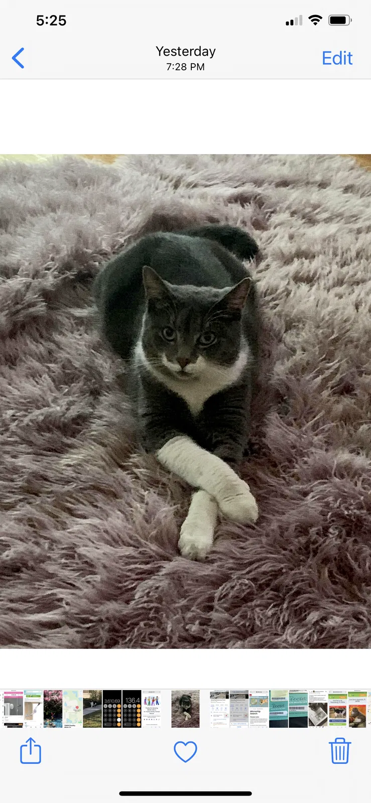 Lost cat in Tampa, FL, 33615
