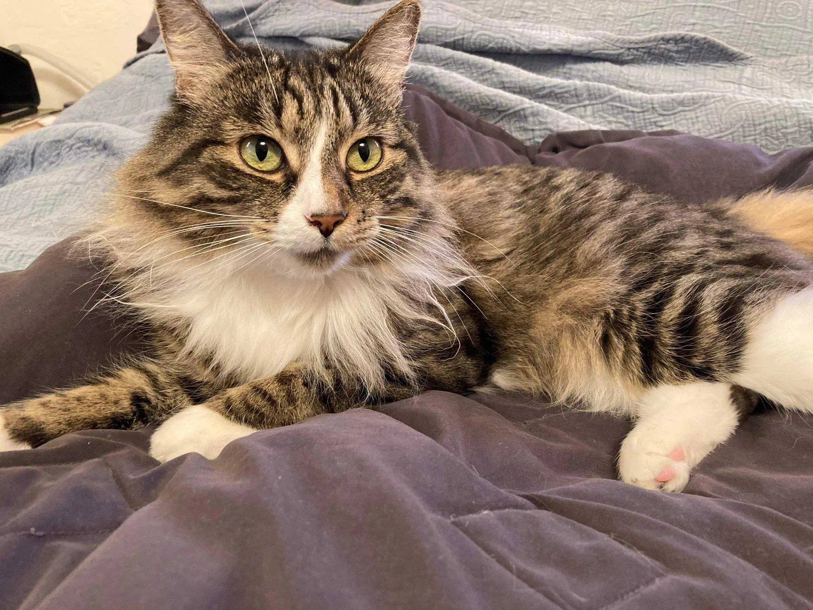 Lost cat in Castro Valley, CA, 94546