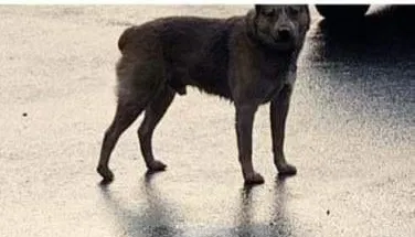 Lost dog in Portland, OR, 97236