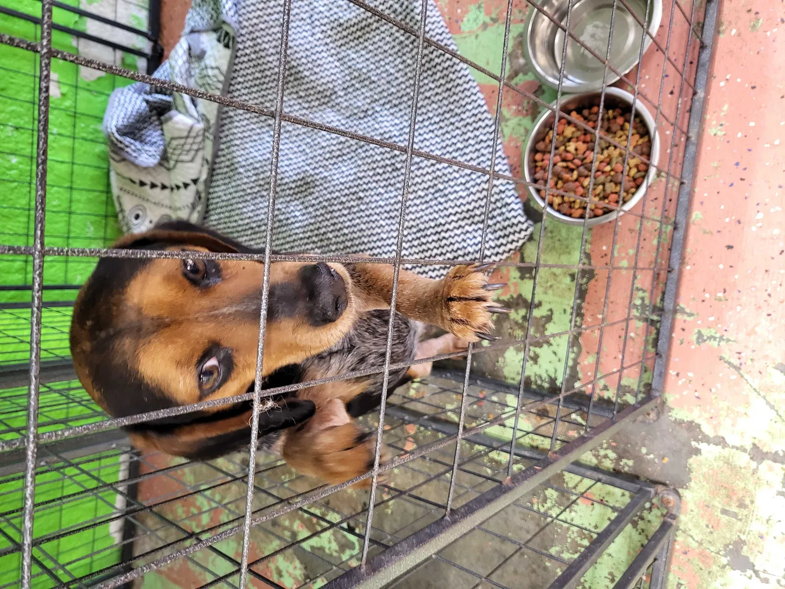 Found dog in Dillon, SC, 29536