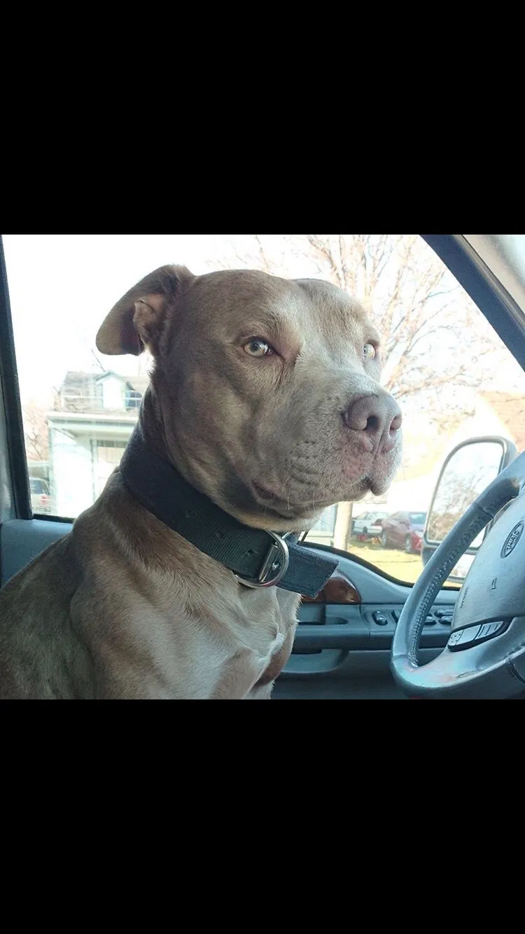 Lost dog in Fort Worth, TX, 76105