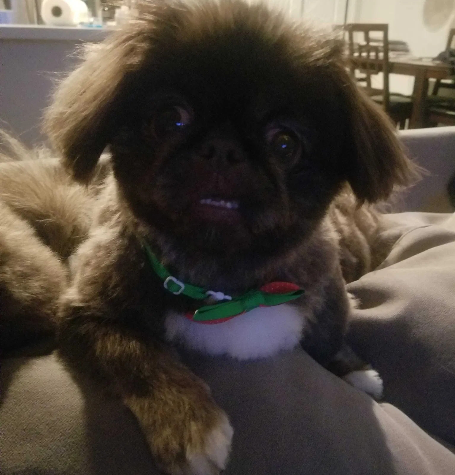 Lost dog in Henderson, NV, 89074