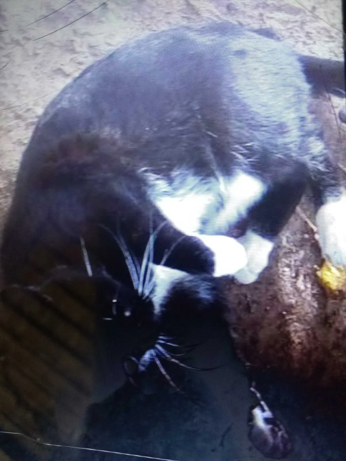 Lost cat in Las Vegas, NV, 89121