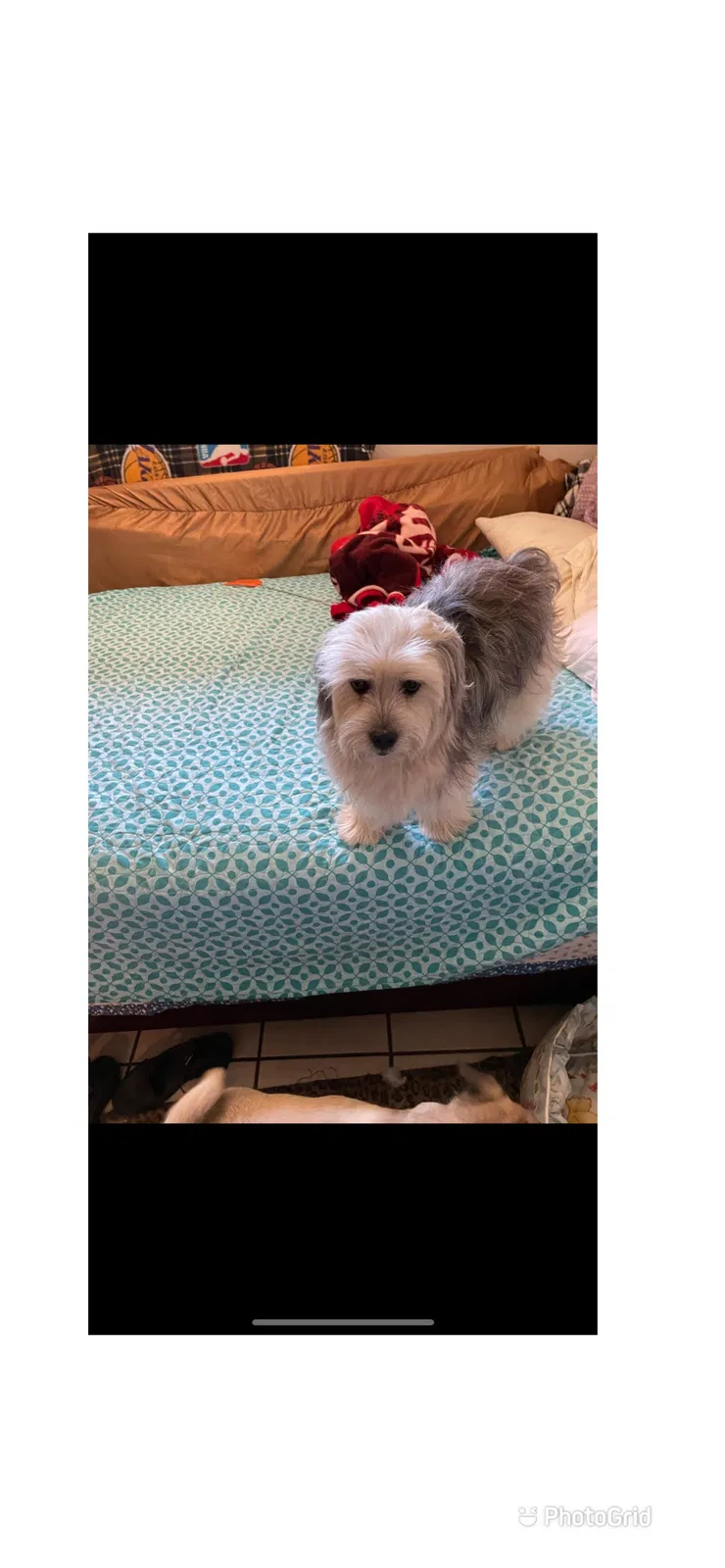 Lost dog in Sacramento, CA, 95817