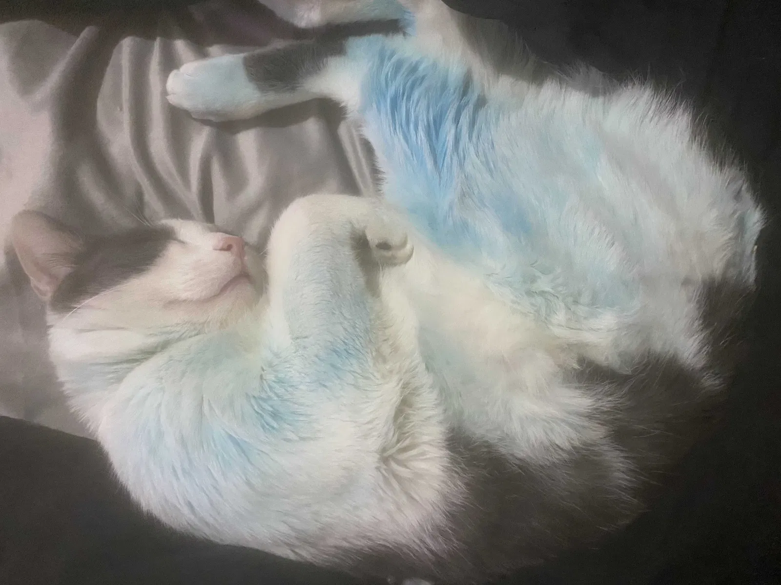 Lost cat in Tacoma, WA, 98409