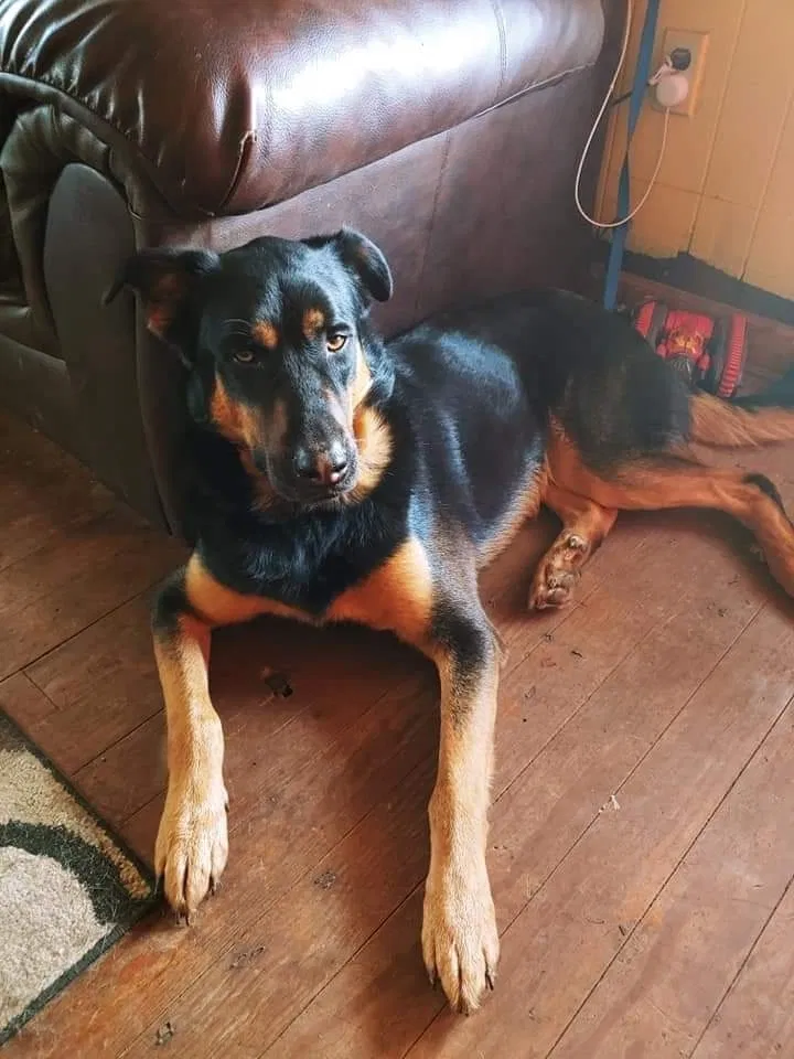Lost dog in Springfield, MO, 65803