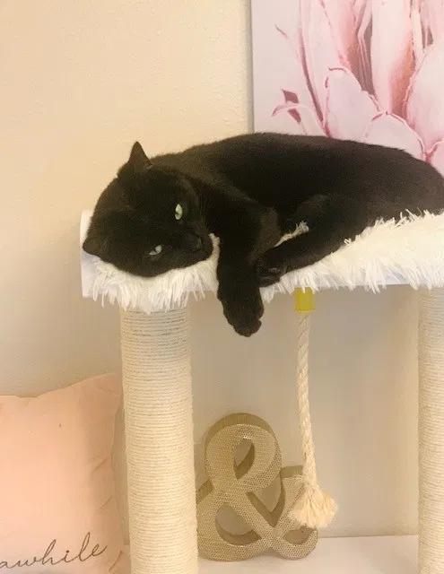 Lost cat in Everett, WA, 98208