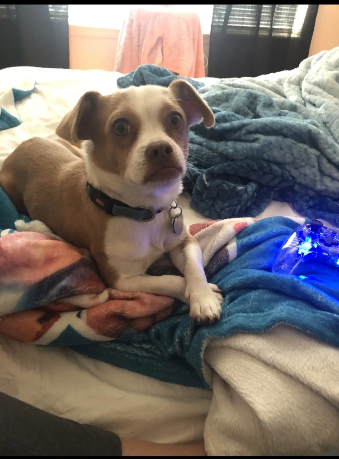 Lost dog in San Antonio, TX, 78245