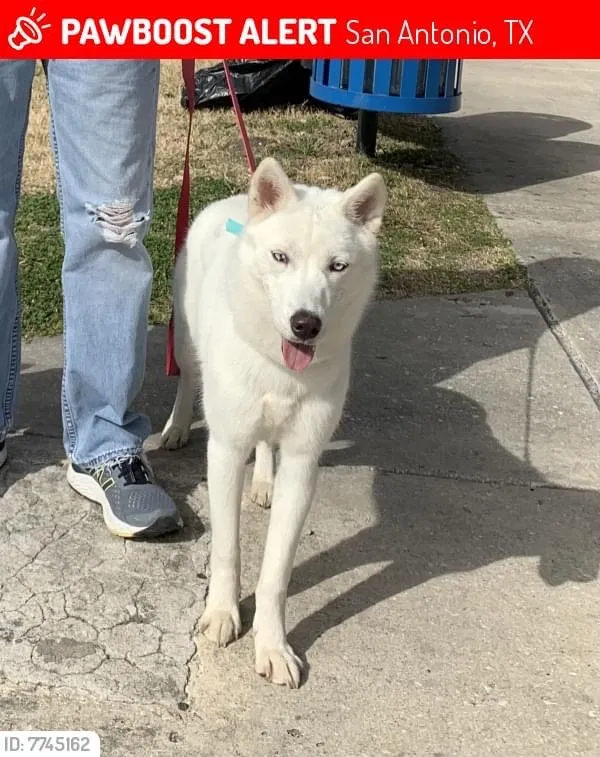 Lost dog in San Antonio, TX, 78228