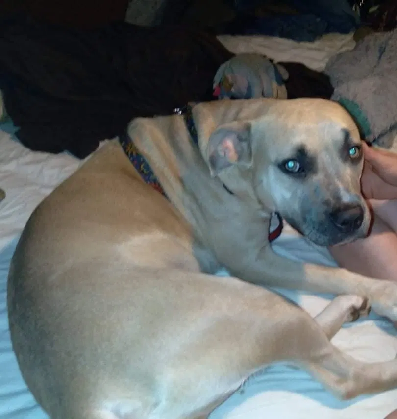 Lost dog in Loranger, LA, 70446