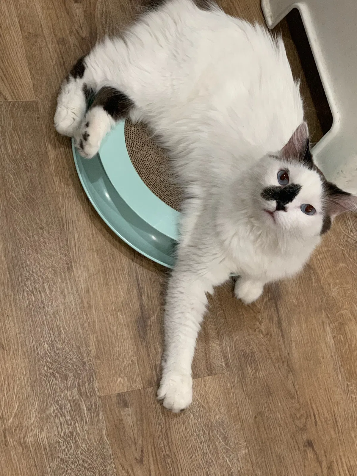 Lost cat in La Puente, CA, 91744