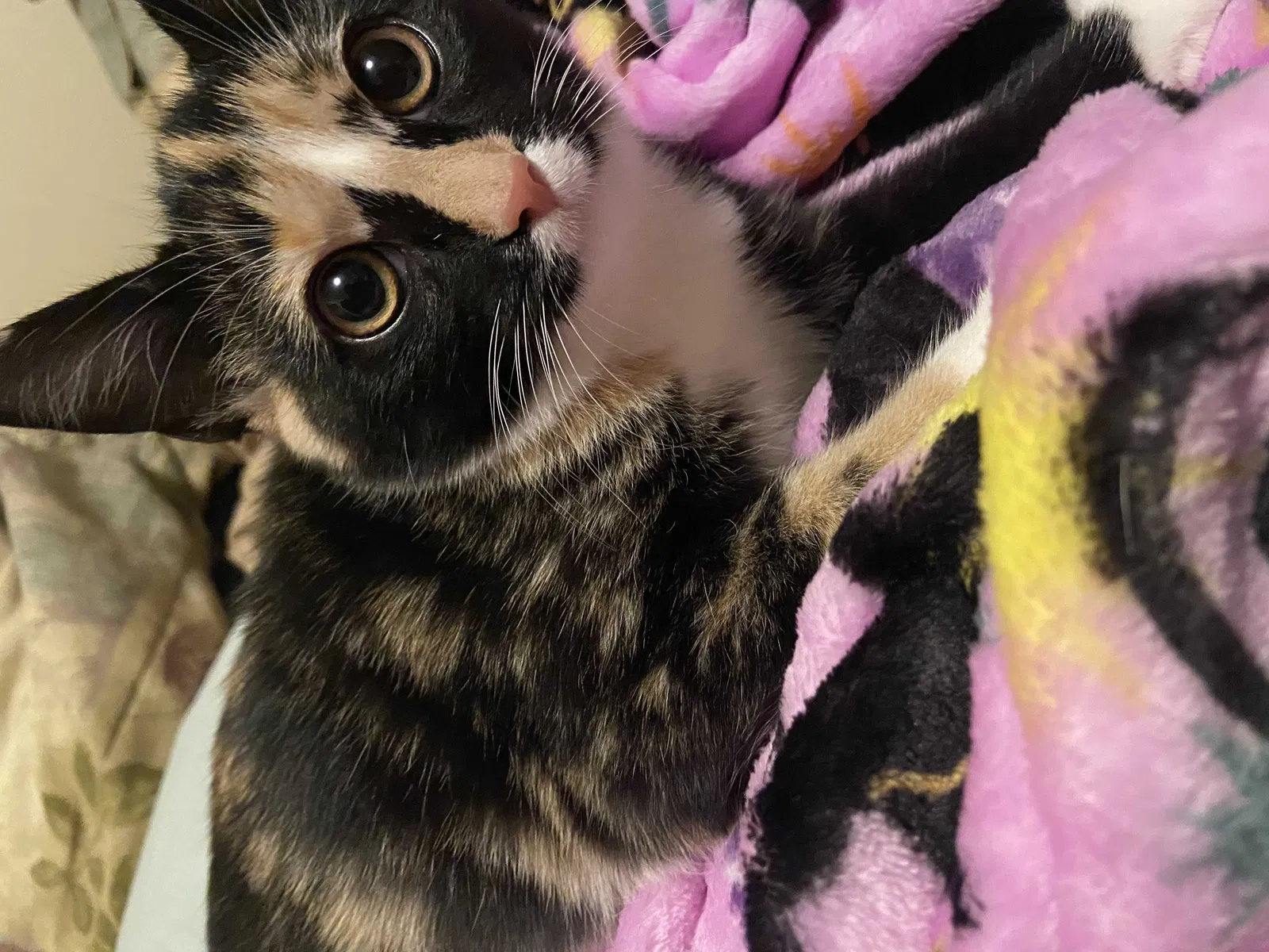 Lost cat in Weirton, WV, 26062