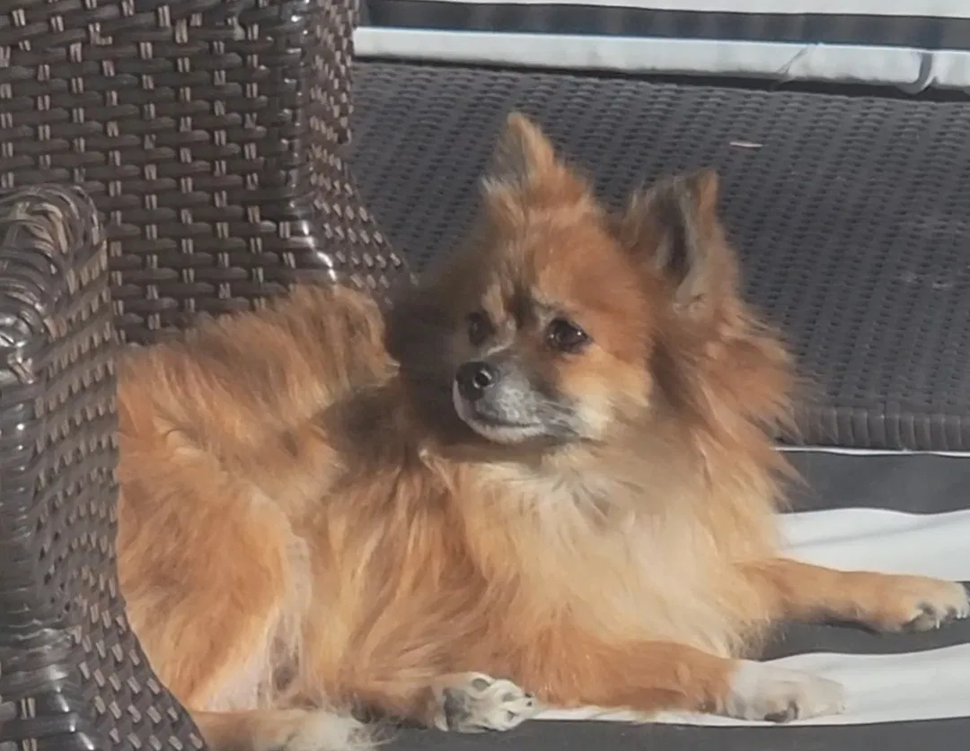 Lost dog in Menifee, CA, 92584