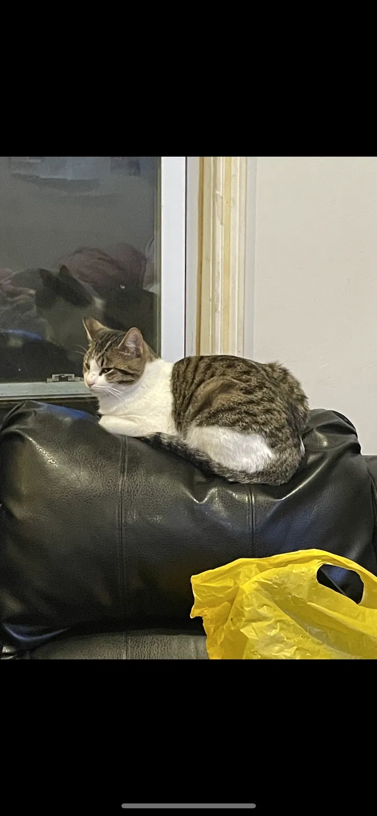 Lost cat in Waterford, MI, 48328