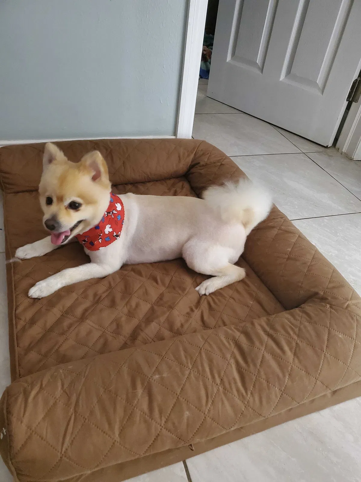 Lost dog in Miami, FL, 33177