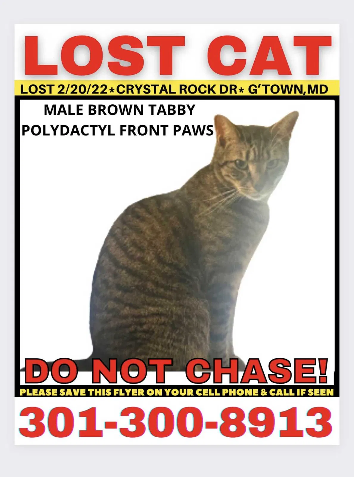 Lost cat in Germantown, MD, 20874