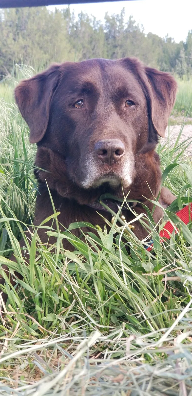 Lost dog in Pueblo, CO, 81005