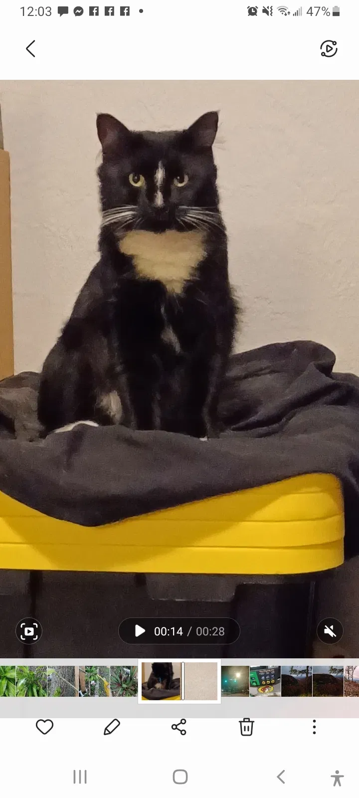 Lost cat in Daytona Beach, FL, 32114