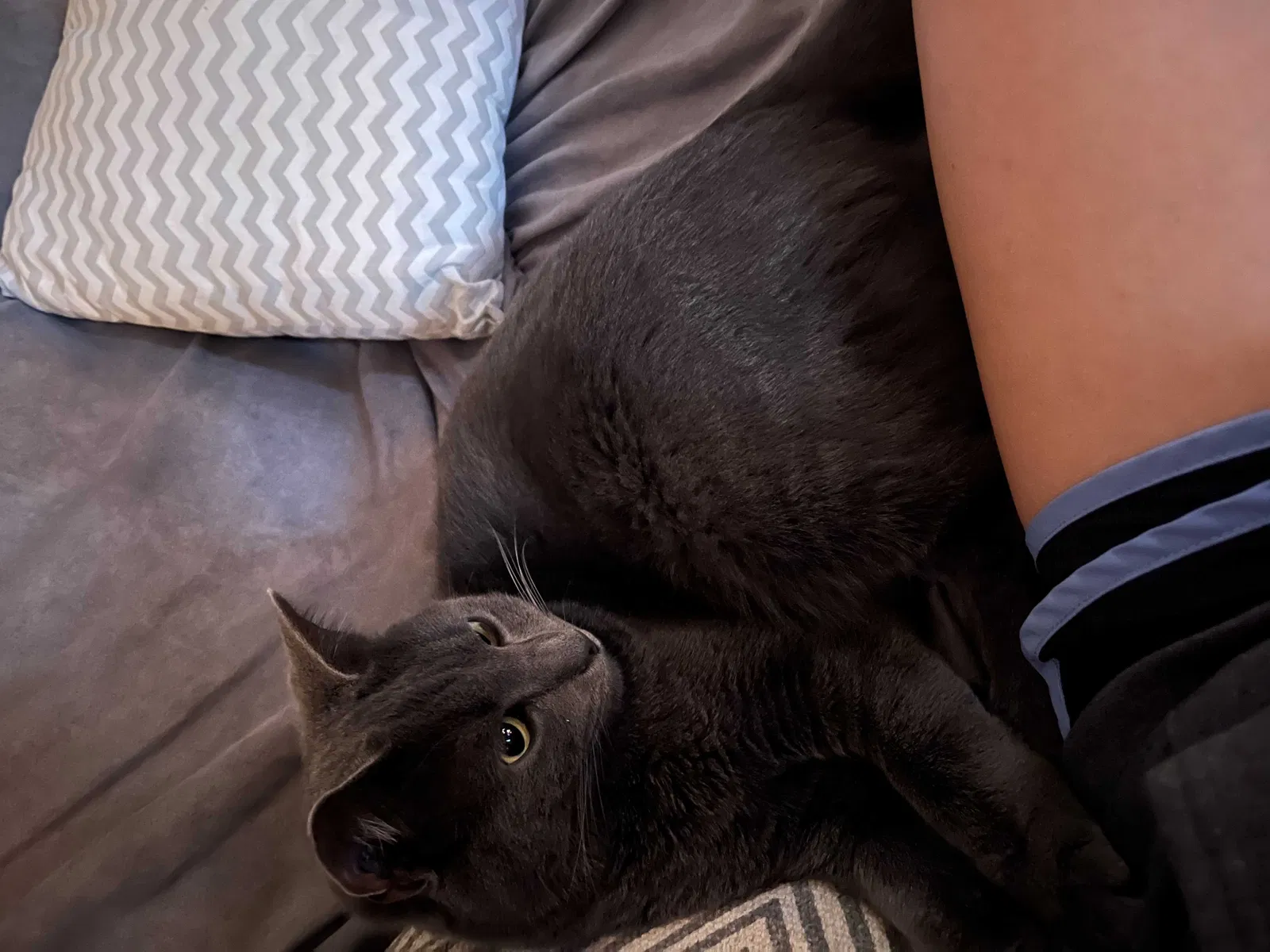 Lost cat in Highlandville, MO, 65669