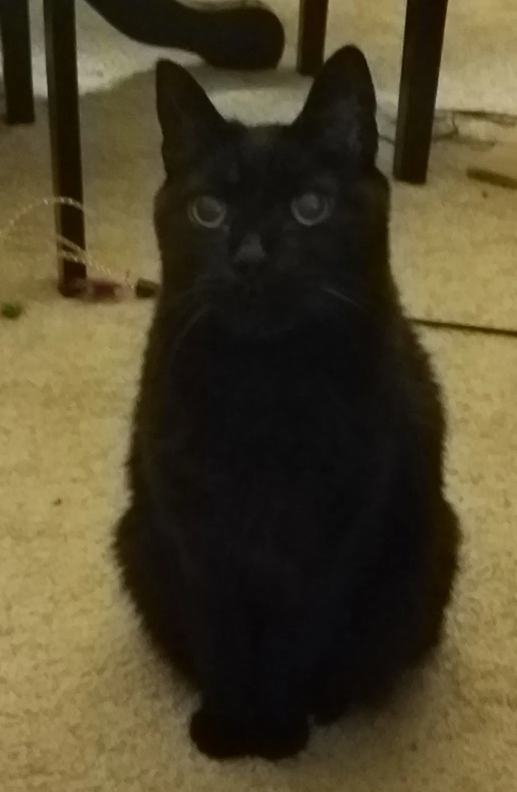Lost cat in Aquasco, MD, 20608
