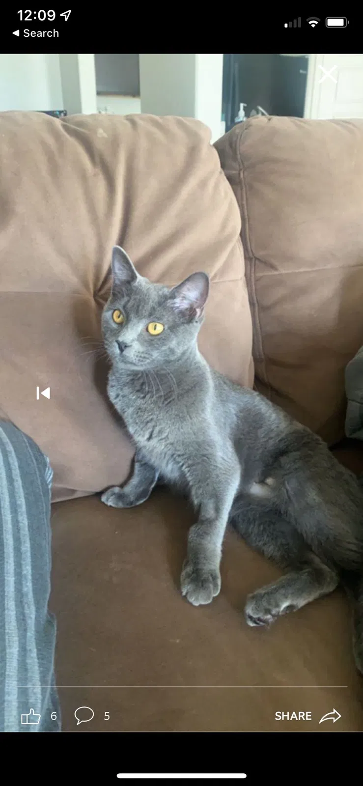 Lost cat in Unknown, UT, 84009