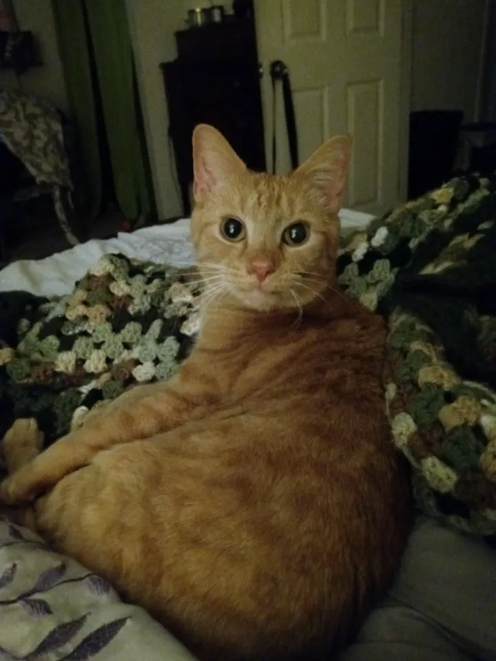Lost cat in Montgomery Village, MD, 20886