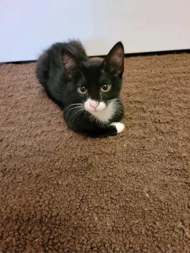 Lost cat in Jacksonville, FL, 32225
