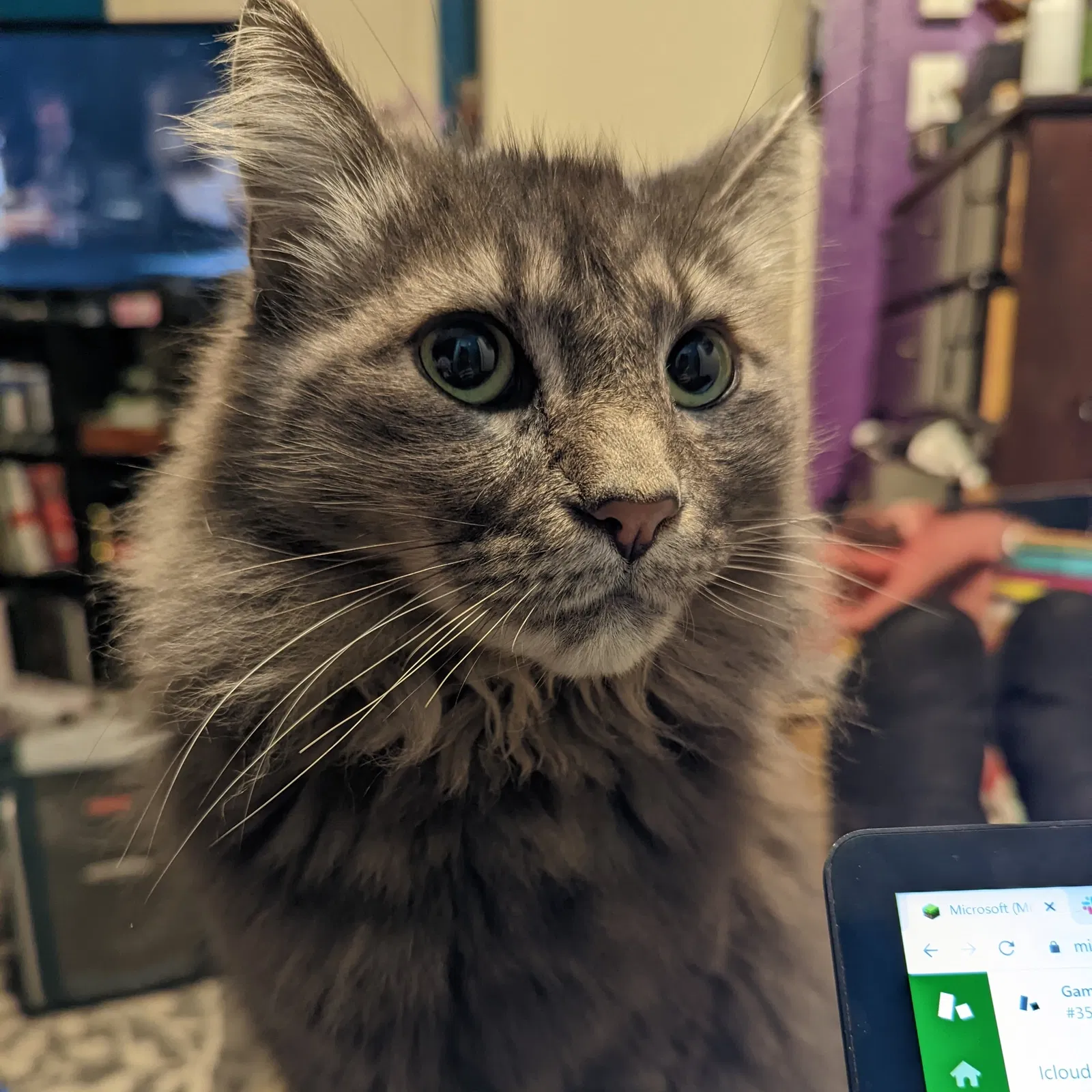 Lost cat in Everett, WA, 98201