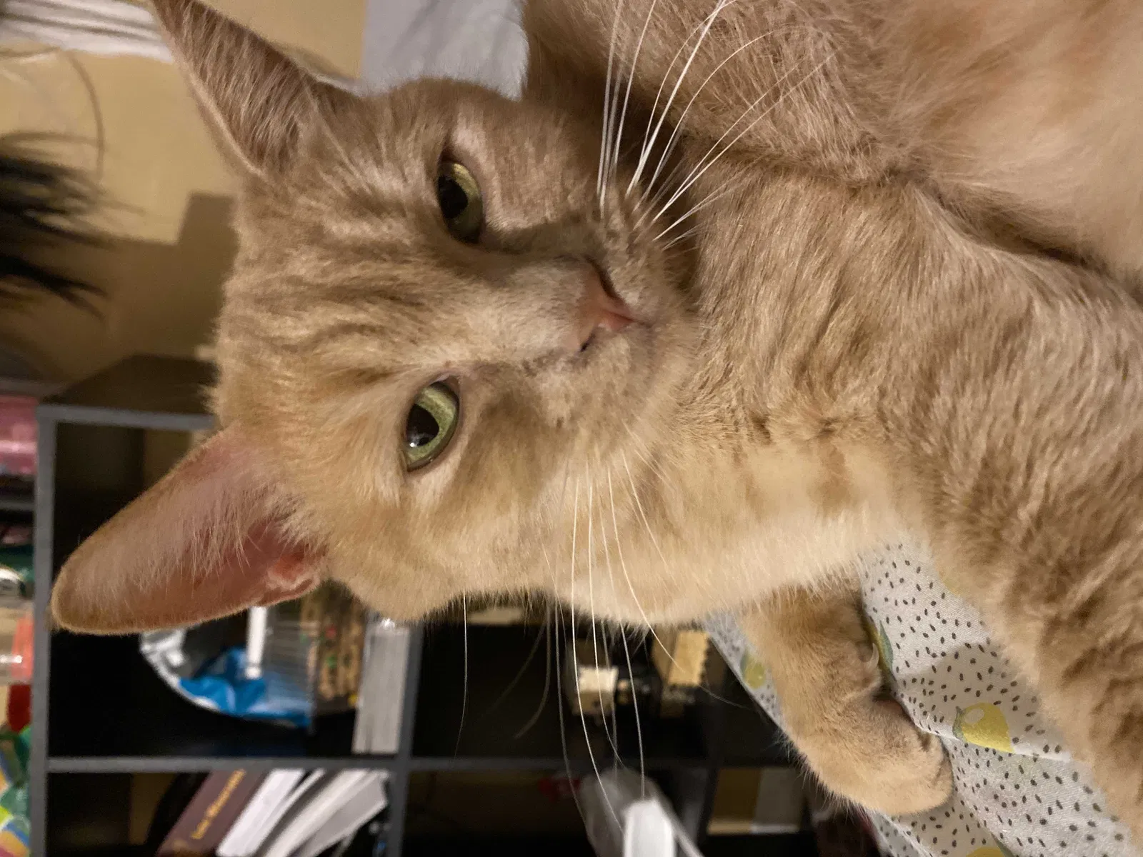 Lost cat in Orlando, FL, 32825