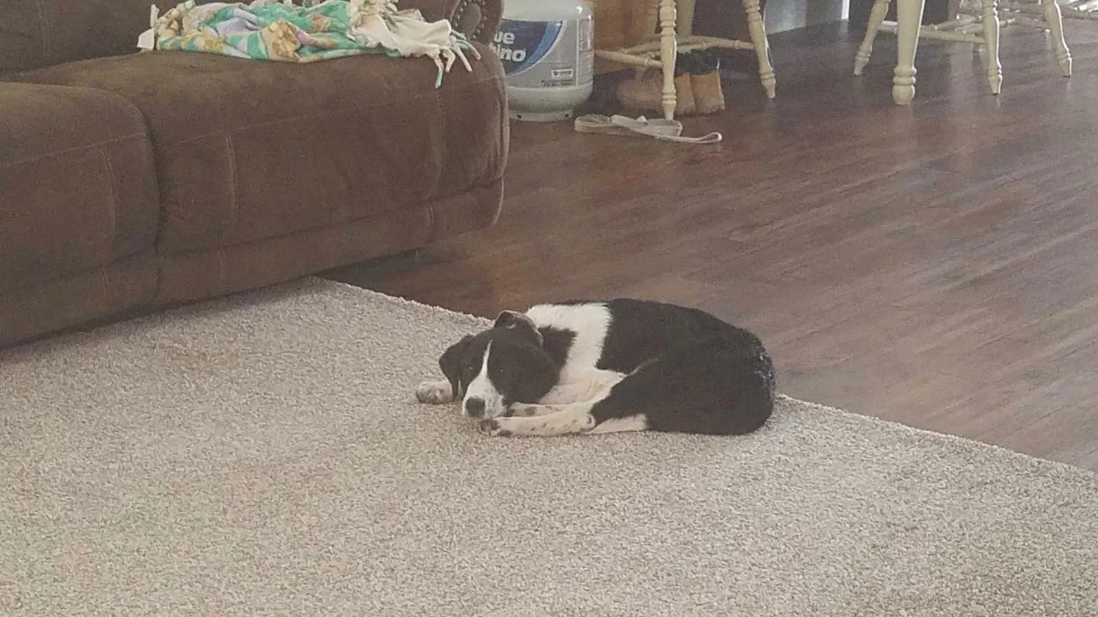 Found dog in Davis, OK, 73030