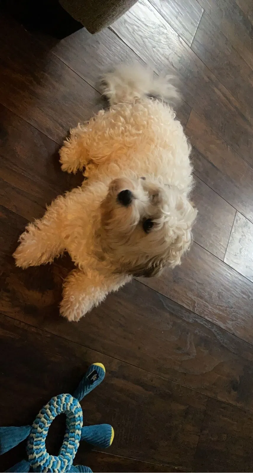 Lost dog in Nashville, TN, 37211