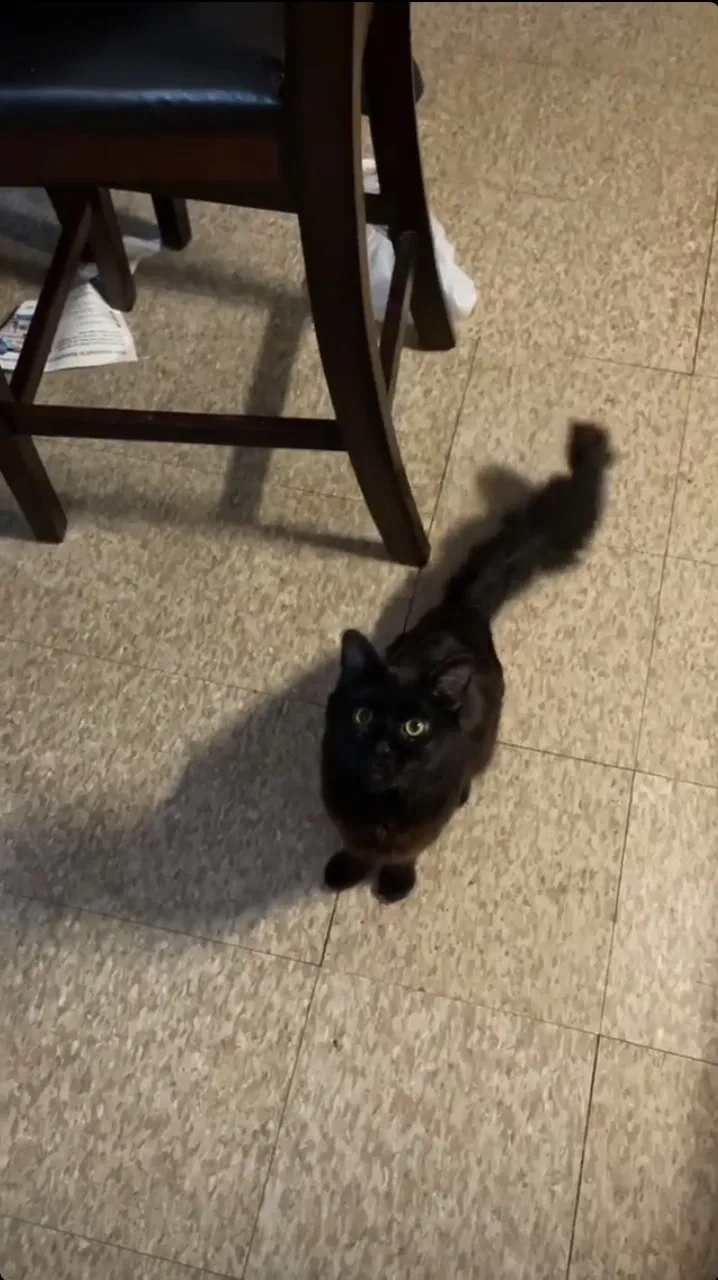 Lost cat in Louisville, KY, 40215