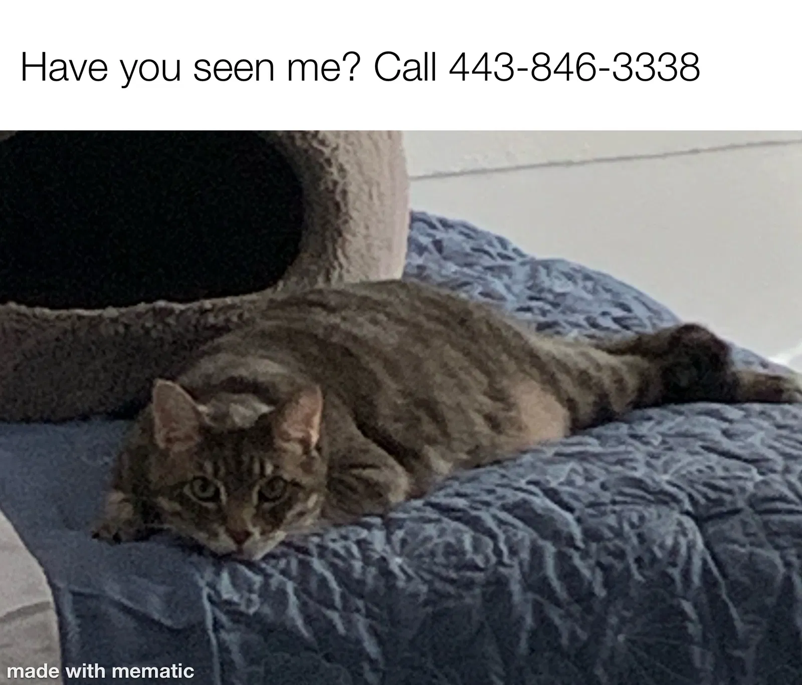 Lost cat in West Palm Beach, FL, 33404