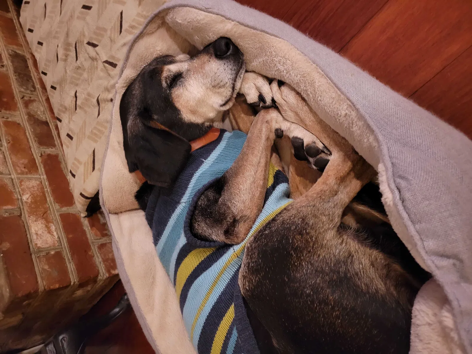 Lost dog in Summerville, SC, 29485