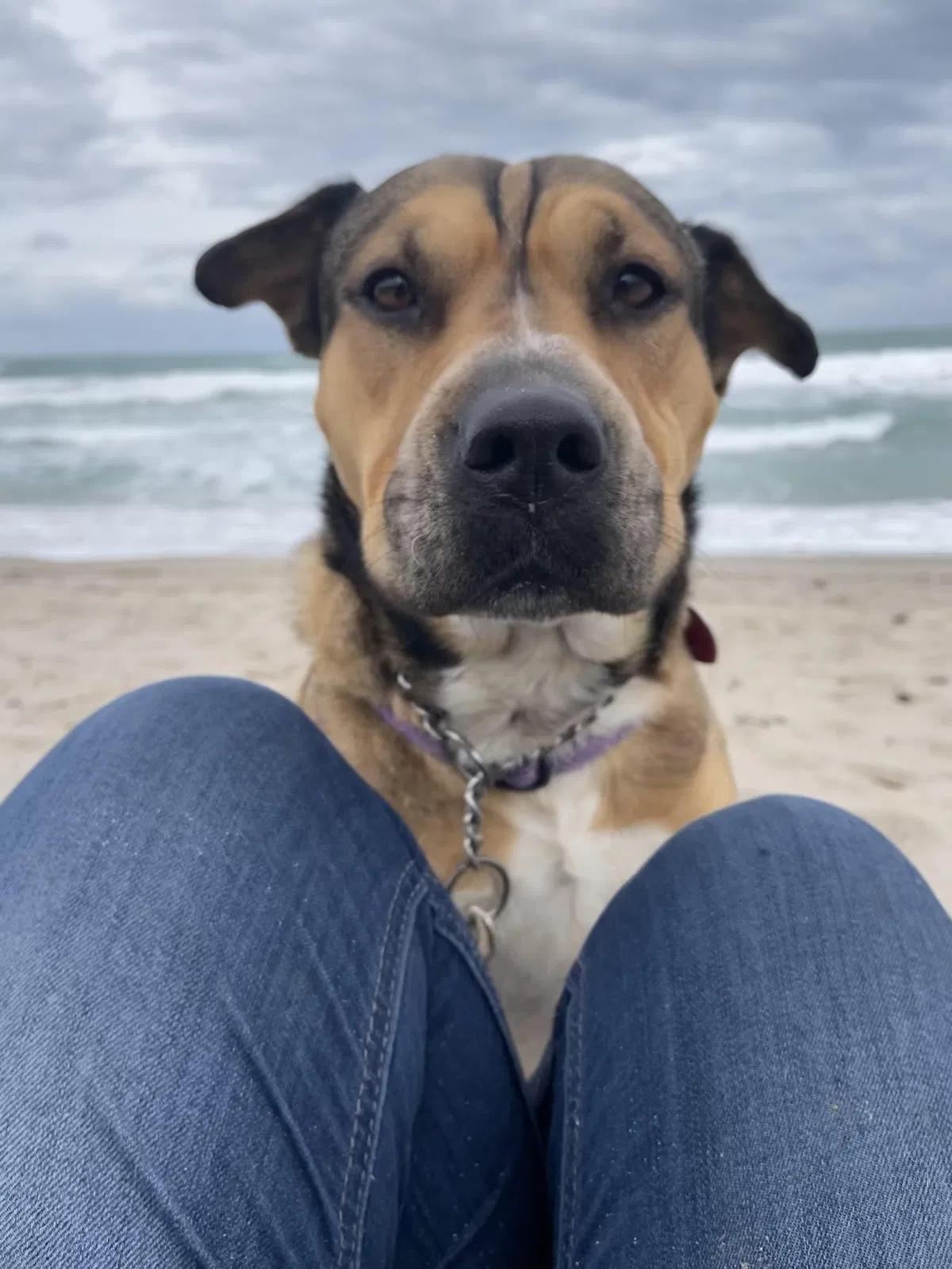 Found dog in Fort Pierce, FL, 34945