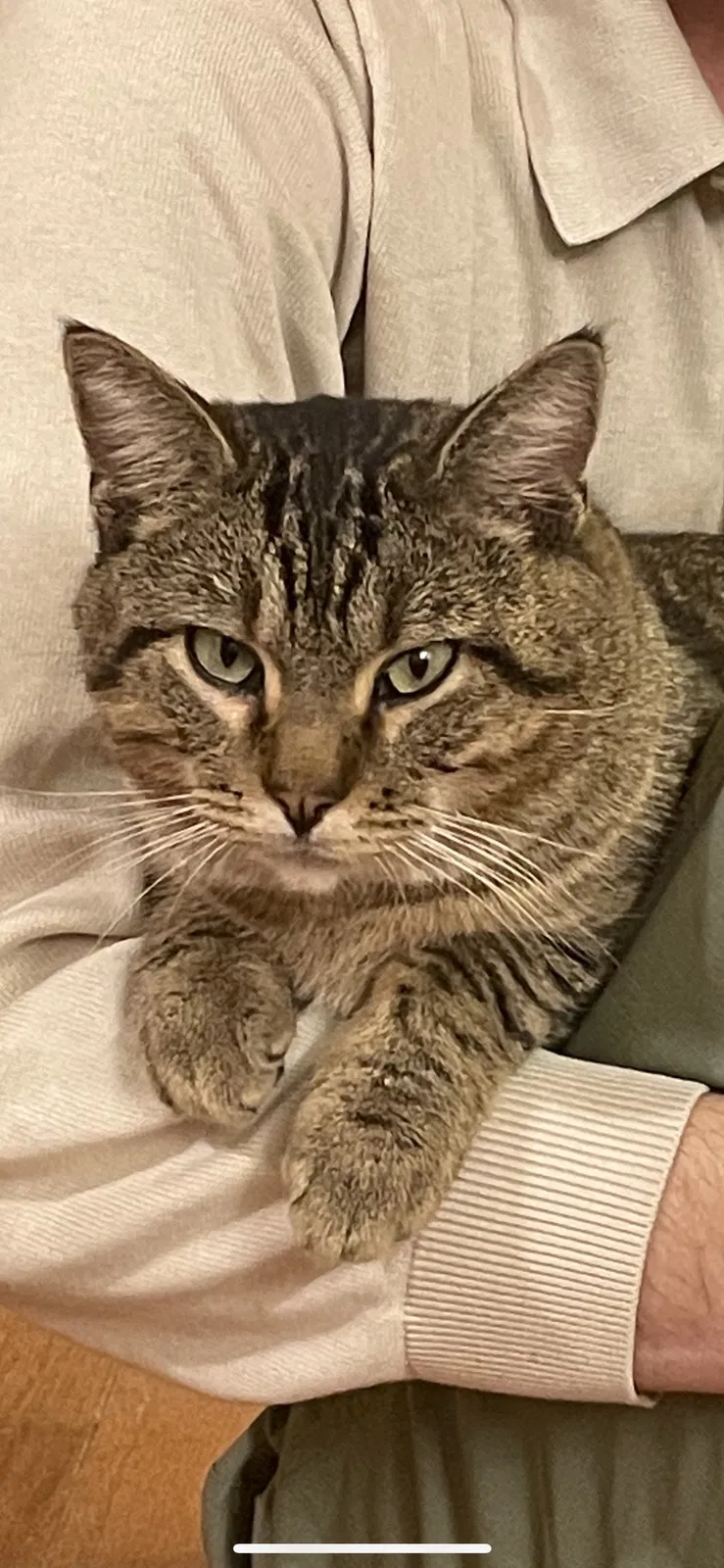 Lost cat in Cambridge, IA, 50046