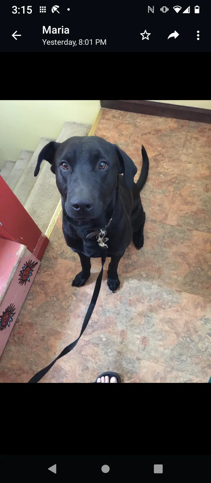 Lost dog in Saint Louis, MO, 63123