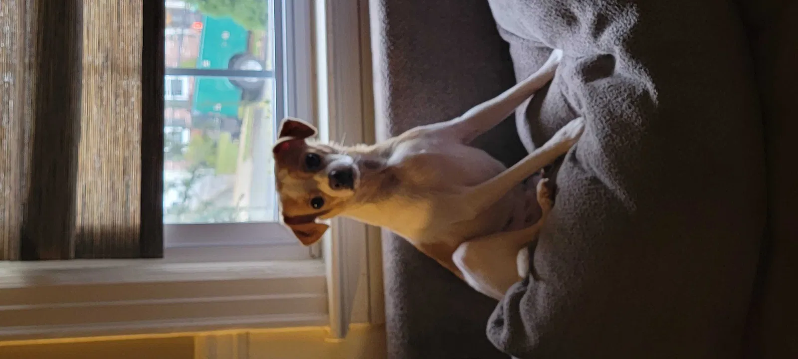 Lost dog in East Orange, NJ, 7017