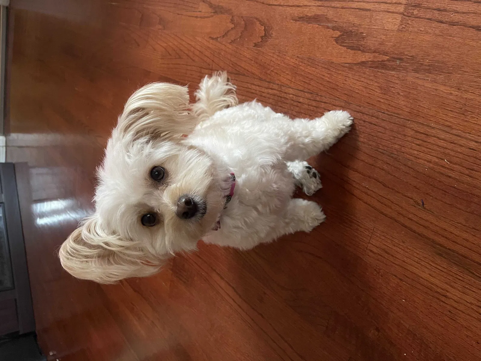 Lost dog in Augusta, GA, 30909
