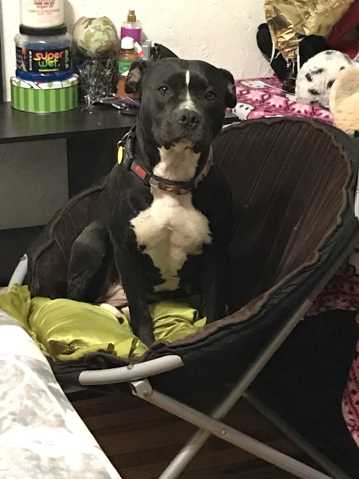 Lost dog in El Paso, TX, 79930