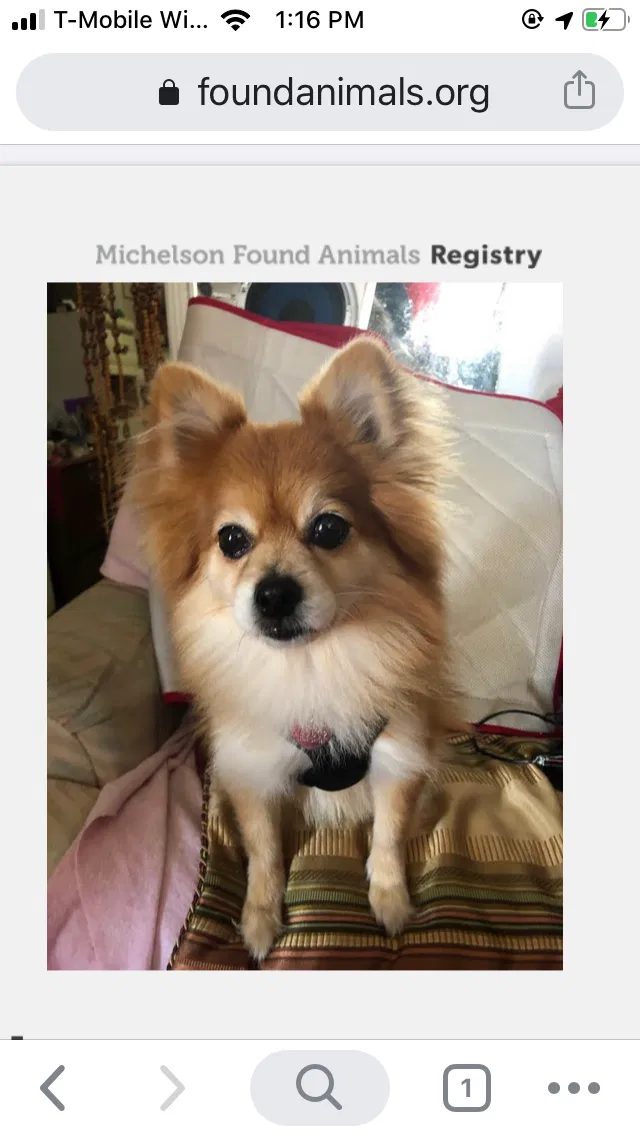 Lost dog in Long Beach, CA, 90806